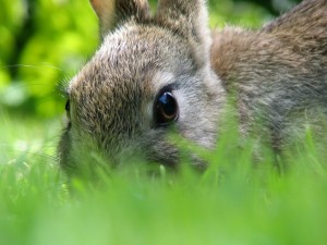 Year of the Rabbit--Rabbit Image